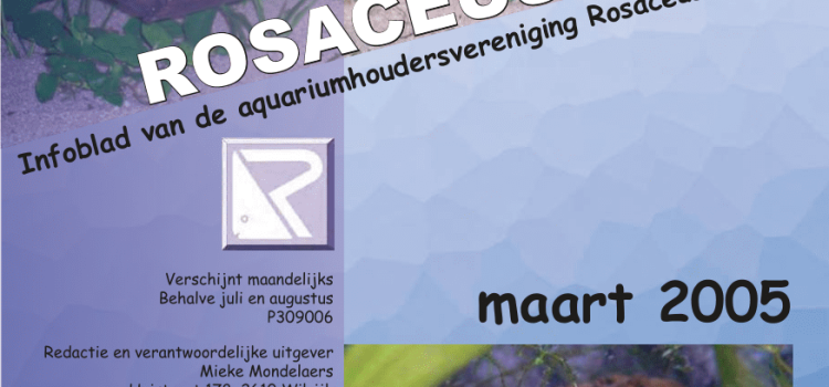 Rosaceus Info Maart 2005