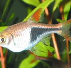 Rasbora heteromorpha (Duncker)