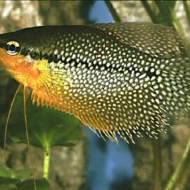 Trichogaster leerii – Diamantgourami