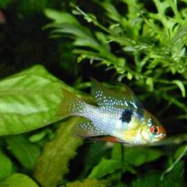 Apistogramma ramirezi