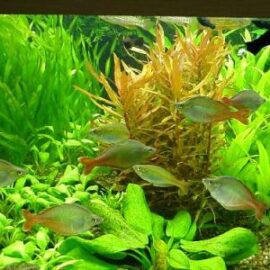 Aquarium planten