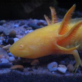 axolotl – Ambystoma mexicanum