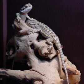 Pogona vitticeps – De baardagame (voor leden)