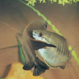 Colisa labiosa – Diklipgourami