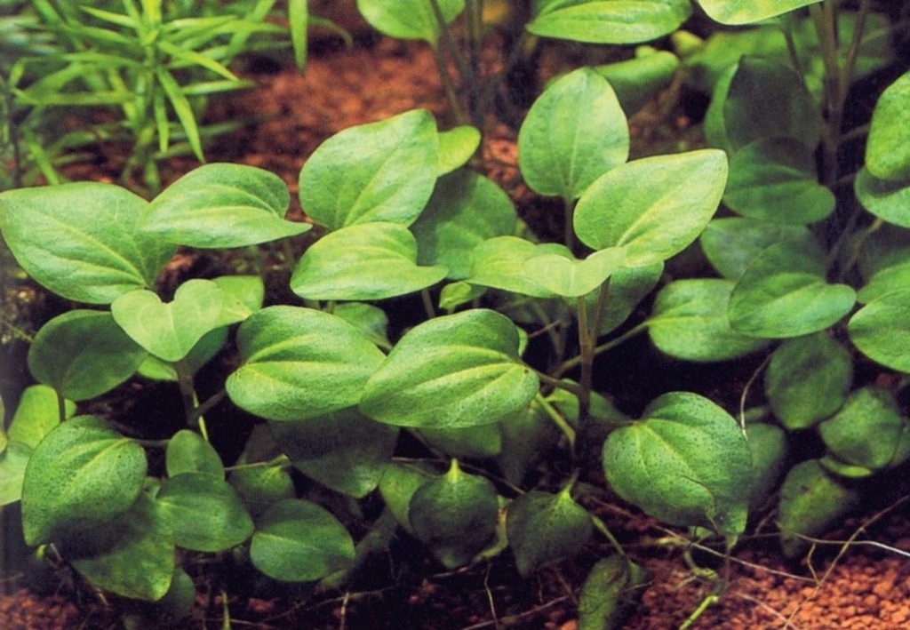 Saururus cernuus – Het Leidse Plantje