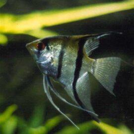 Maanvissen – Pterophyllum scalare, leopoldi, altum