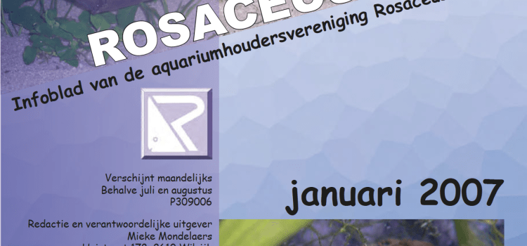 Rosaceus Info Januari 2007