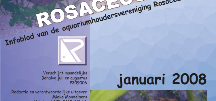 Rosaceus Info Januari 2008