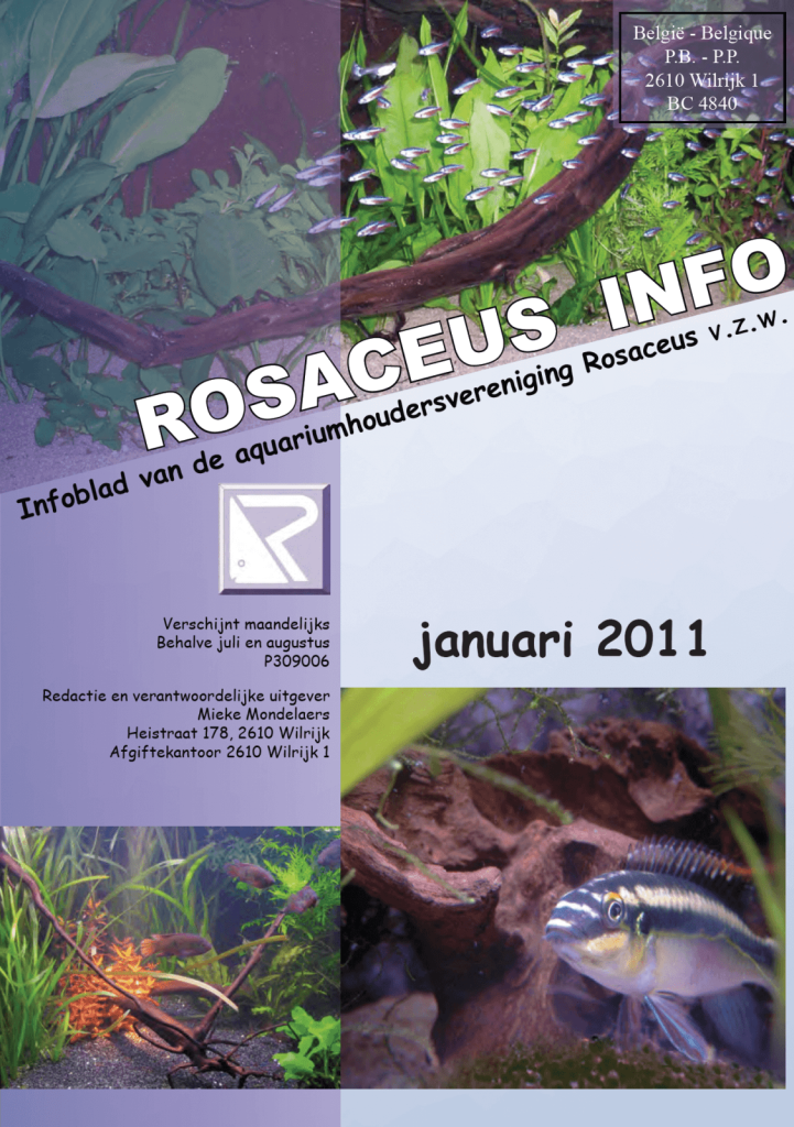 Rosaceus Info Januari 2011