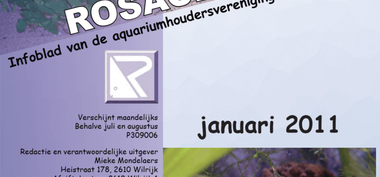 Rosaceus Info Januari 2011