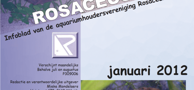 Rosaceus Info Januari 2012